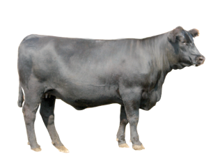 Illustration for article titled Happy Cows Happy People